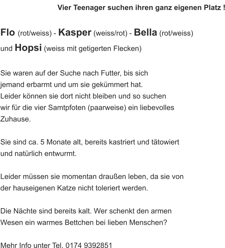 Vier Teenager suchen ihren ganz eigenen Platz !  Flo (rot/weiss) - Kasper (weiss/rot) - Bella (rot/weiss)  und Hopsi (weiss mit getigerten Flecken)  Sie waren auf der Suche nach Futter, bis sich  jemand erbarmt und um sie gekümmert hat.  Leider können sie dort nicht bleiben und so suchen  wir für die vier Samtpfoten (paarweise) ein liebevolles  Zuhause.  Sie sind ca. 5 Monate alt, bereits kastriert und tätowiert  und natürlich entwurmt.   Leider müssen sie momentan draußen leben, da sie von  der hauseigenen Katze nicht toleriert werden.   Die Nächte sind bereits kalt. Wer schenkt den armen  Wesen ein warmes Bettchen bei lieben Menschen?  Mehr Info unter Tel. 0174 9392851