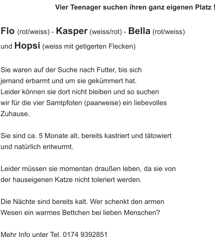 Vier Teenager suchen ihren ganz eigenen Platz !  Flo (rot/weiss) - Kasper (weiss/rot) - Bella (rot/weiss)  und Hopsi (weiss mit getigerten Flecken)  Sie waren auf der Suche nach Futter, bis sich  jemand erbarmt und um sie gekümmert hat.  Leider können sie dort nicht bleiben und so suchen  wir für die vier Samtpfoten (paarweise) ein liebevolles  Zuhause.  Sie sind ca. 5 Monate alt, bereits kastriert und tätowiert  und natürlich entwurmt.   Leider müssen sie momentan draußen leben, da sie von  der hauseigenen Katze nicht toleriert werden.   Die Nächte sind bereits kalt. Wer schenkt den armen  Wesen ein warmes Bettchen bei lieben Menschen?  Mehr Info unter Tel. 0174 9392851